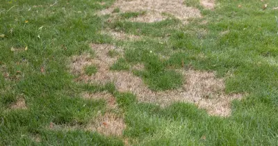 Brown grass will turn green again if gardeners do 3 things now