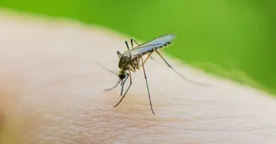 Canary Islands on high alert as West Nile Virus detected in Gran Canaria