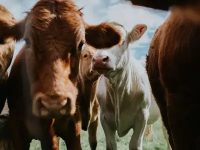 Case of BSE Confirmed in Cow on Scottish Farm, Restrictions Imposed