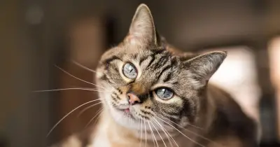 Cat expert's 'golden rule' for litter boxes to keep pets happy