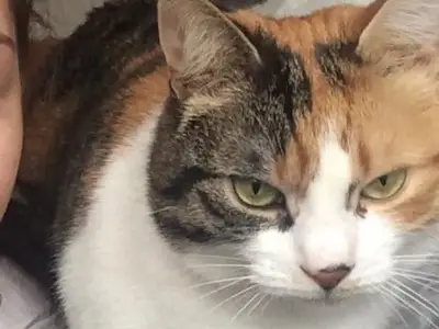 Cat missing for a decade returns home on owner's birthday