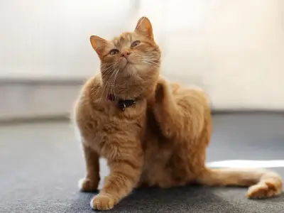 Cat owners praise Itch flea treatment as initial month offered free