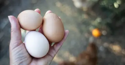 Check eggs for Red Lion symbol after salmonella death