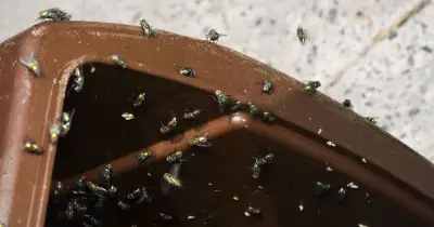 Cinnamon hack keeps flies out of bins naturally