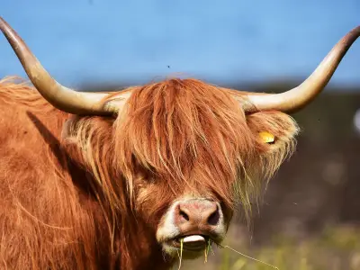 County Durham farm with bouncy Highland cattle is ideal summer day out