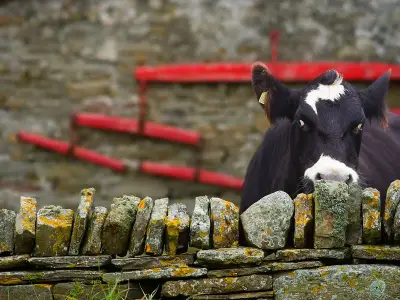 Deadly bluetongue livestock virus confirmed in Scotland
