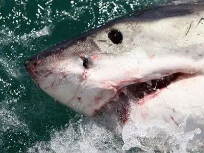 Diver Decapitated by Shark: Last Wish Revealed
