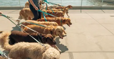 Dog expert reveals 7 breeds that could 'destroy your life'