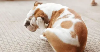 Dog expert warns hidden spots can hide ticks after RSPCA alert