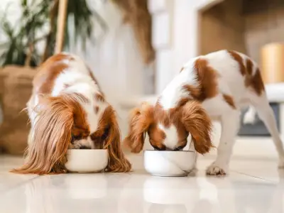 Dog food recall after pets develop painful eye condition