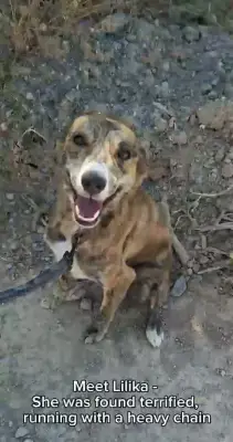 Dog found with heavy chain around neck in Crete seeks new home