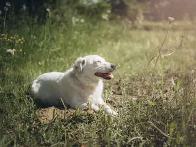 Dog Owners Warned Common Gestures Could Signal Sunburn