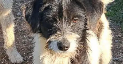 Dog 'part panda' seeks new home after being abandoned by family