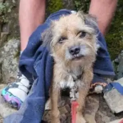 Dog stranded on Lake District mountain finally rescued after three weeks