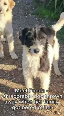 Dog who is 'part panda' searching for new home after family got bored of her