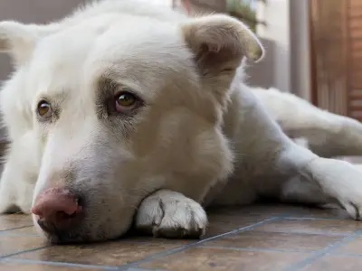 Dogs may act oddly during UK solar eclipse, vet warns