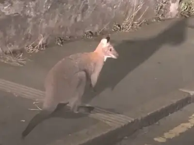 Driver amazed to see wallaby hopping along street in Cornwall