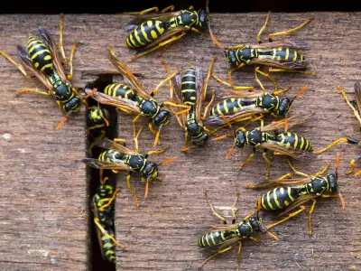 Drunk Wasps Set to Bring Sting in the Tail of Summer After Heatwaves