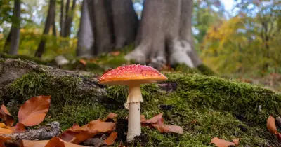Epping Forest visitors urged: 'Click, don't pick' fungi