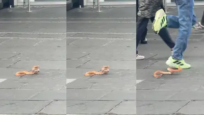 Escaped snake spotted biting shoppers in Glasgow city centre