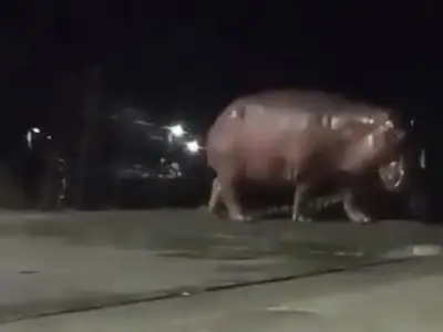 Escobar hippo spotted near school in Colombia sparks hunt
