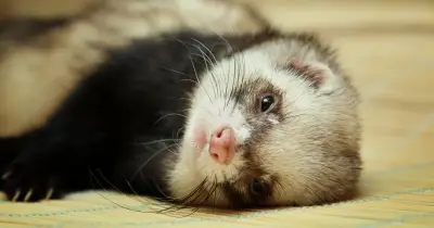 EU accused of outrageous double standard over Russian sable fur