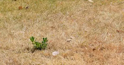 Expert Reveals How Long Brown Lawns Take to Turn Green Again After Drought