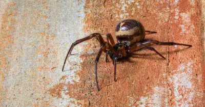 False widow spider sightings surge as UK searches jump 5,000%