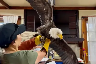 Fans mourn Jackie the bald eagle, whose legacy soars on