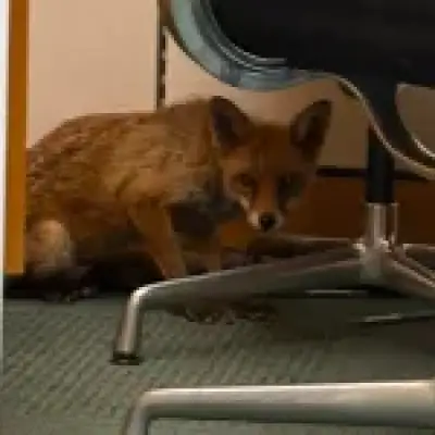 Fox breaks into Conservative MP George Freeman's office