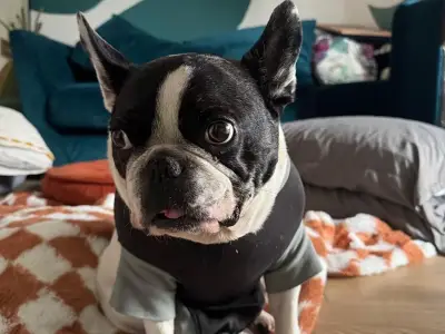 French Bulldog saved after swallowing whole rubber duck