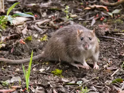 Garden Compost Bags Can Attract Rats in Summer, Expert Warns