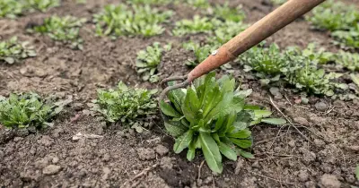 Gardener's Cardboard Hack Kills Weeds and Feeds Soil