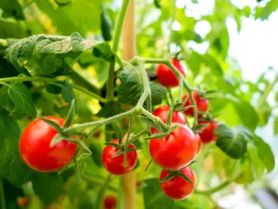 Gardeners told to add one key item to soil for juicy tomatoes