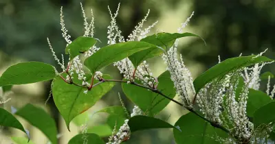 Gardeners urged to check for Japanese knotweed in August
