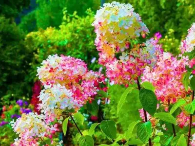 Gardeners urged to deadhead hydrangeas in 10-second task this autumn