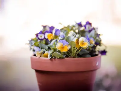 Gardeners urged to plant 5 flowers before end of August for colourful autumn