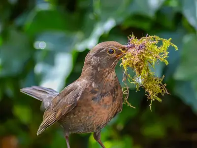 Gardeners warned over bird nest laws as nesting season ends