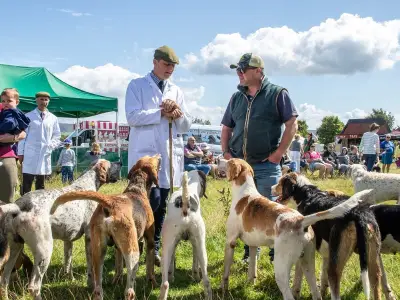 Glanton Show 101st edition offers llama walks and more