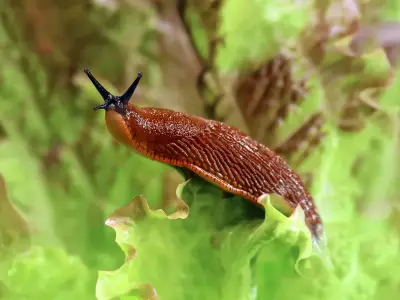 Grapefruit Skins and Beer Traps: Natural Ways to Control Garden Slugs