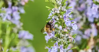 Gravel mulch boosts lavender and rosemary growth naturally