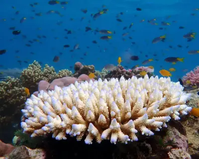 Great Barrier Reef 'refusing to die' claim 'oversimplified', scientists say