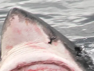 Great whites 'already lurking off UK beaches' as oceans warm