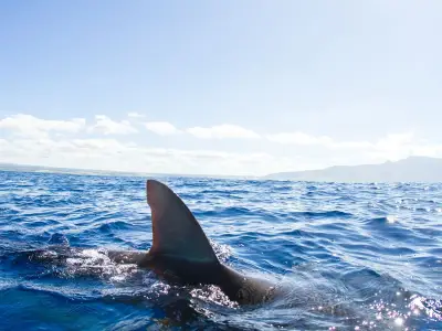 Greenland 'sleeper' sharks have haunted UK waters for 400 years