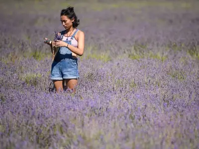 Hitchin Lavender Farm: Last Days to Visit Before August 15 Closure