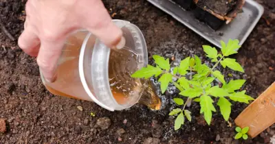 Homemade Comfrey Tea Fertiliser for Sweeter Tomatoes