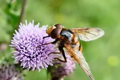 Hornet Lookalike Turns Out to Be Harmless Hoverfly