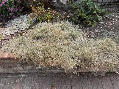 How to save scorched plants after UK summer heatwaves