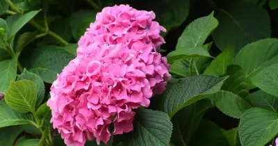Hydrangeas: 10-second task to keep them strong through autumn