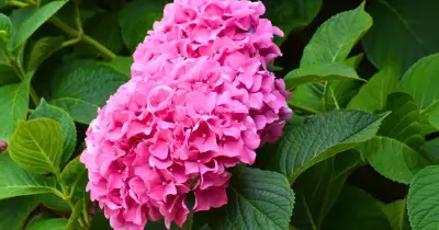 Hydrangeas bloom better in August with seaweed fertiliser